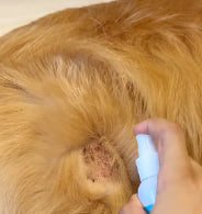Спрей від грибка шкіри для собак і котів Pet Skin Fungus Treatment